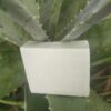JABON DE SABILA <br>(Aloe Vera)